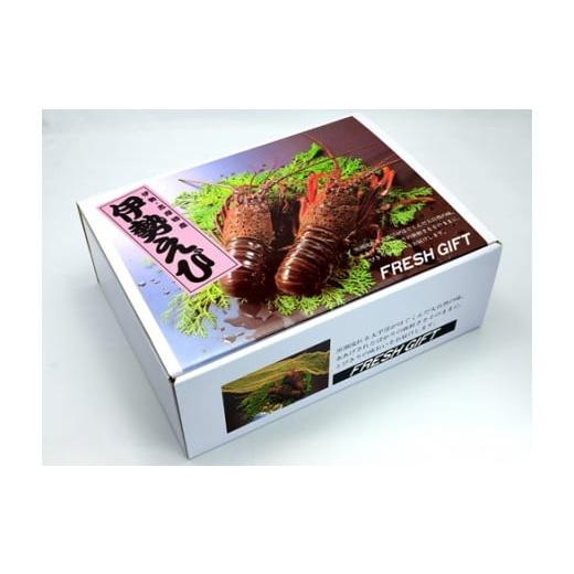 ふるさと納税 三重県 南伊勢町 特大　活き伊勢海老Ｄコース 1尾（500〜600g）　山金商店　／　伊勢えび　エビ　海老　伊勢志摩産 ふるさと納税 1尾（500〜600g）　山金商店　／　伊勢えび　エビ　海老　伊勢志摩産 G1410402303(14000円)