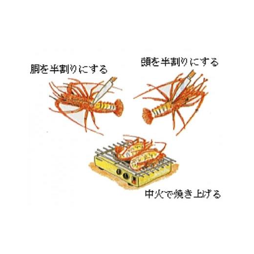 ふるさと納税 三重県 南伊勢町 特大　活き伊勢海老Ｄコース 1尾（500〜600g）　山金商店　／　伊勢えび　エビ　海老　伊勢志摩産 ふるさと納税 1尾（500〜600g）　山金商店　／　伊勢えび　エビ　海老　伊勢志摩産 G1410402303(14000円)