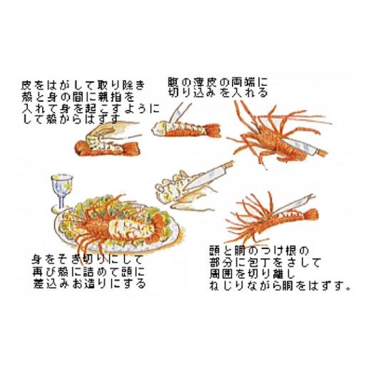 ふるさと納税 三重県 南伊勢町 特大　活き伊勢海老Ｄコース 1尾（500〜600g）　山金商店　／　伊勢えび　エビ　海老　伊勢志摩産 ふるさと納税 1尾（500〜600g）　山金商店　／　伊勢えび　エビ　海老　伊勢志摩産 G1410402303(14000円)