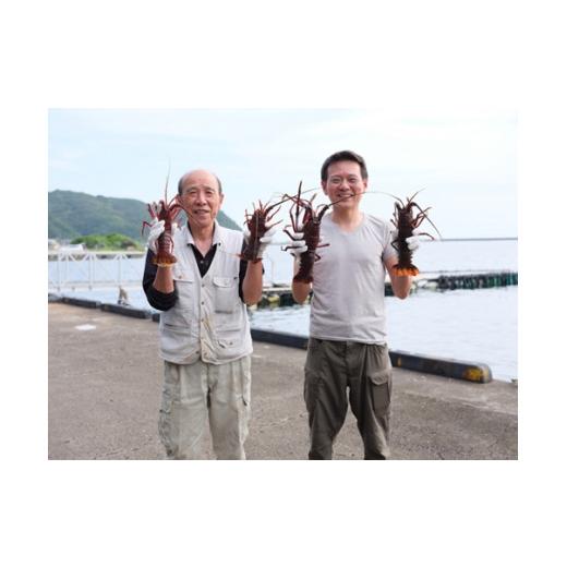 ふるさと納税 三重県 南伊勢町 特大　活き伊勢海老Ｄコース 1尾（500〜600g）　山金商店　／　伊勢えび　エビ　海老　伊勢志摩産 ふるさと納税 1尾（500〜600g）　山金商店　／　伊勢えび　エビ　海老　伊勢志摩産 G1410402303(14000円)