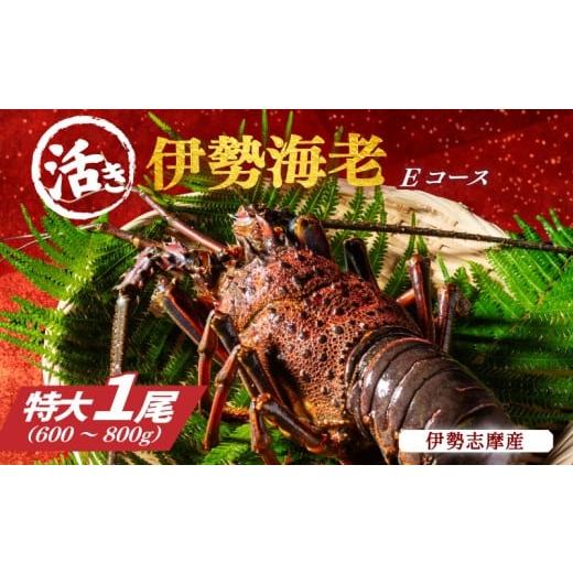 ふるさと納税 エビ 伊勢エビ 三重県 南伊勢町 活き 伊勢海老 特大 Eコース 1尾 600〜800g 山金商店 伊勢えび エビ 海老 海鮮 魚介 高級 グルメ 焼き物 汁物 …