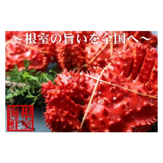 ふるさと納税 カニ 花咲ガニ 北海道 根室市 B-57019 北海道根室産 花咲ガニ800〜900g前後×1尾