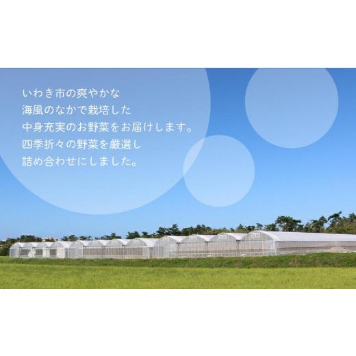 ふるさと納税 セット・詰合せ 福島県 いわき市 いわき浜の野菜セット（いわき市産の野菜詰め合わせセット）_3
