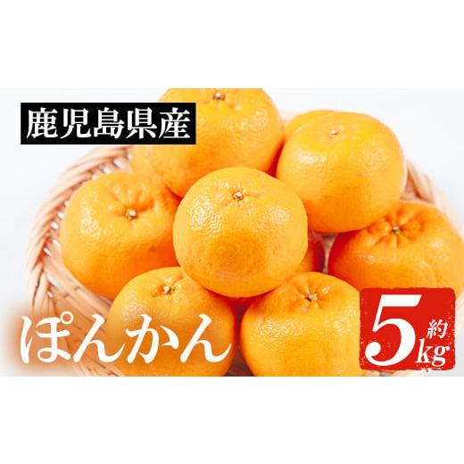 ふるさと納税 果物類 みかん 鹿児島県 いちき串木野市 先行予約 ＼数量・期間限定/JAさつま日置 いちき串木野産 ポンカン 約5kg 柑橘の特産品 ポンカン直送 …
