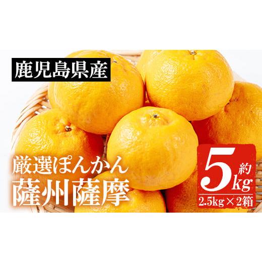 ふるさと納税 果物類 みかん 鹿児島県 いちき串木野市 先行予約 ＼数量・期間限定/本格貯蔵 ぽんかん 薩州薩摩 約5kg 糖度12度以上 クエン酸0.9%以下 カラー…