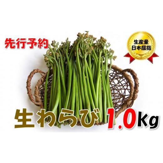 ふるさと納税 山形県 小国町 [先行予約・数量限定]採れたて山菜 生わらび 1kg×1束