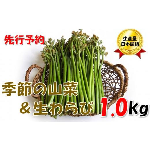 ふるさと納税 野菜類 山菜 山形県 小国町 先行予約・数量限定 採れたて山菜セット 生わらび(1kg×1束)+ 季節の山菜2〜3品 (R8.5月〜)
