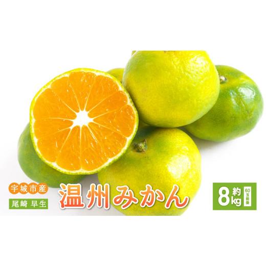 ふるさと納税 果物類 みかん 熊本県 宇城市 先行予約 みかん 尾崎 早生 温州みかん 約8kg (60玉前後) 2026年12月上旬から12月下旬頃発送予定 早生みかん みか…