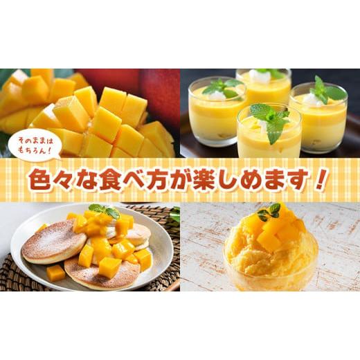 ふるさと納税 マンゴー 沖縄県 竹富町 2026年 先行予約 アップル