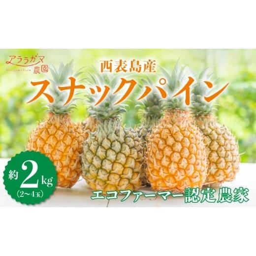 ふるさと納税 果物類 沖縄県 竹富町 知名度NO.1 糖度が高く真っ黄色な新感覚パイン ちぎって食べるスナックパイン2kg(2〜4玉) 約2kg(2〜4玉)