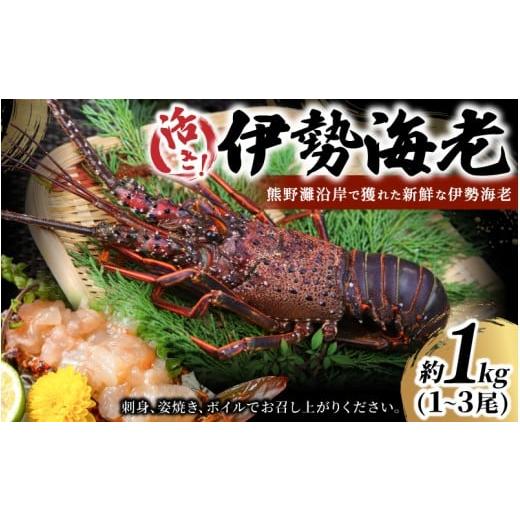 ふるさと納税 おせち 三重県 熊野市 数量限定 活き 伊勢海老 約1kg（1〜3尾）おせちにもおすすめ 配送日指定可 ／ 伊勢エビ 伊勢えび エビ えび 海老 刺身 お… |  | 01
