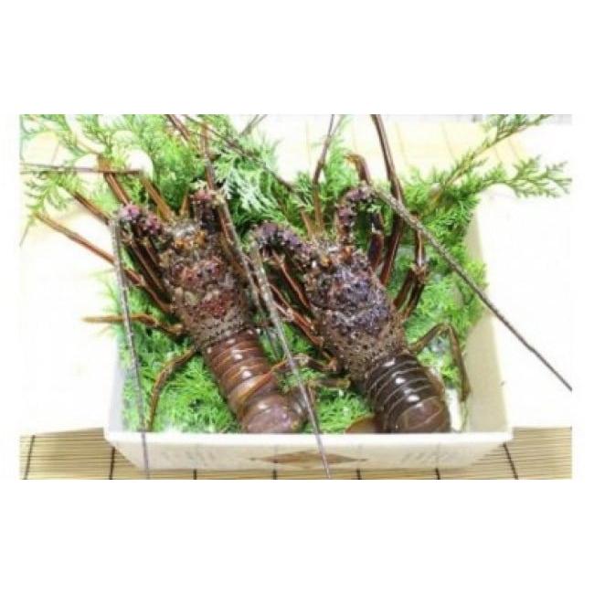 ふるさと納税 おせち 三重県 熊野市 数量限定 活き 伊勢海老 約1kg（1〜3尾）おせちにもおすすめ 配送日指定可 ／ 伊勢エビ 伊勢えび エビ えび 海老 刺身 お… |  | 02