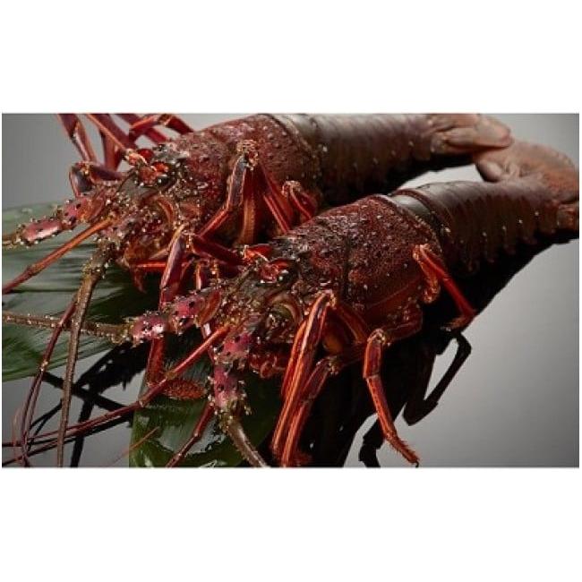 ふるさと納税 おせち 三重県 熊野市 数量限定 活き 伊勢海老 約1kg（1〜3尾）おせちにもおすすめ 配送日指定可 ／ 伊勢エビ 伊勢えび エビ えび 海老 刺身 お… |  | 03