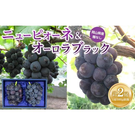 ふるさと納税 ぶどう 岡山県 岡山市 ぶどう 2026年 ニュー ピオーネ 1房と オーロラブラック 1房(1房500g前後) 産地直送 ブドウ 葡萄 岡山県産 国産 フルー…