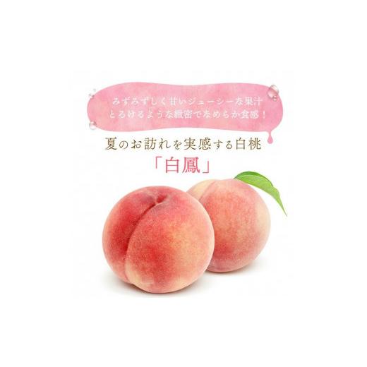 ふるさと納税 もも 和歌山県 九度山町 和歌山県産 白鳳 桃 5〜8玉入り 秀品 先行予約［2026年6月下旬以降発送］［MG6］の画像