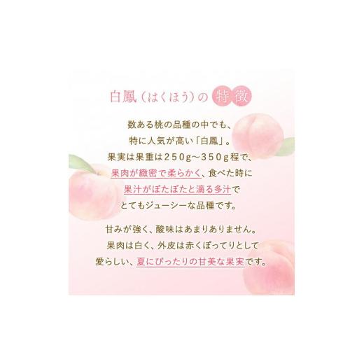 ふるさと納税 もも 和歌山県 九度山町 和歌山県産 白鳳 桃 5〜8玉入り 秀品 先行予約［2026年6月下旬以降発送］［MG6］の画像