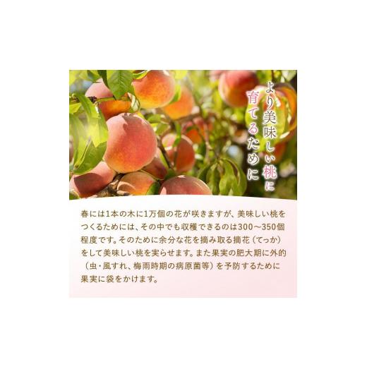 ふるさと納税 もも 和歌山県 九度山町 和歌山県産 白鳳 桃 5〜8玉入り 秀品 先行予約［2026年6月下旬以降発送］［MG6］の画像