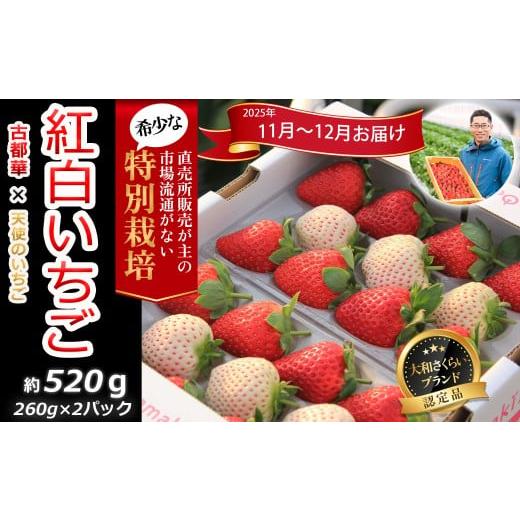 ふるさと納税 いちご 奈良県 桜井市 M-BG10. 2025年11月〜12月発送 紅白いちご「古都華&白いちご」2パック 特別栽培農産物