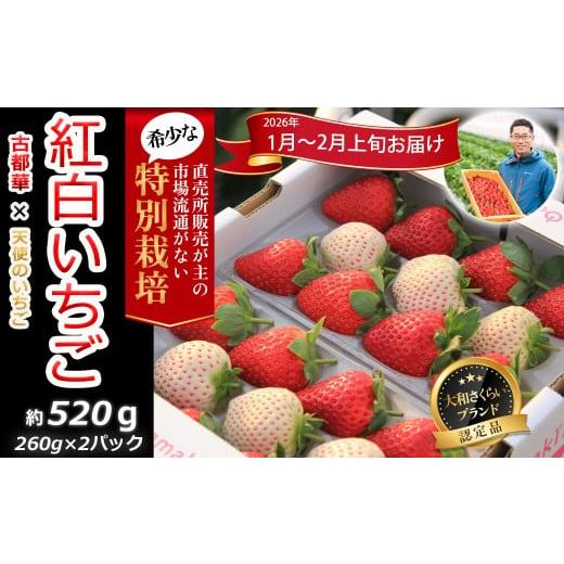 ふるさと納税 いちご 奈良県 桜井市 M-BB20. 1月〜2月上旬発送 減農薬紅白いちご「古都華&白いちご」2パック 特別栽培農産物