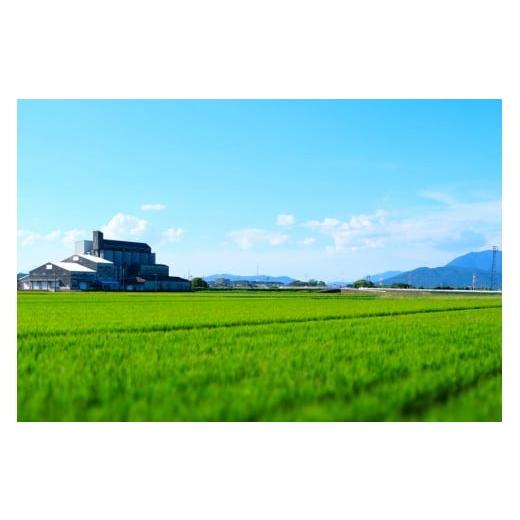 （新品,未開封） ふるさと納税 福岡県 小郡市 【定期便】1粒からこだわる1等級米 にこまる 玄米(10kg×6回） 【JSB1199293868】(42240円)