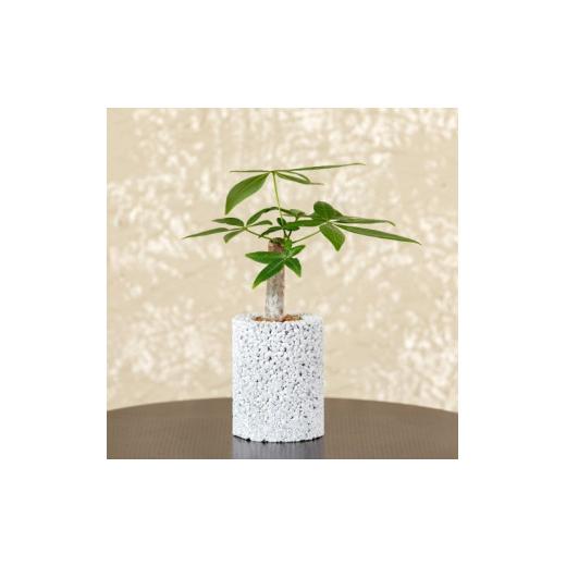 ふるさと納税 花・苗木 熊本県 天草市 S060-091_エコ・ポチ シリンダー パキラ 白(シラス) 白(シラス)パキラ