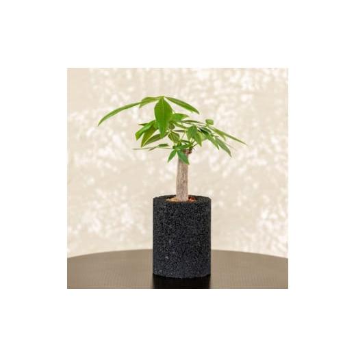 ふるさと納税 花・苗木 熊本県 天草市 S060-092_エコ・ポチ シリンダー パキラ 黒(竹炭) 黒(竹炭)パキラ