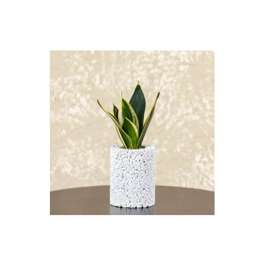 ふるさと納税 花・苗木 熊本県 天草市 S060-093_エコ・ポチ シリンダー サンスベリア・ハニー 白(シラス) 白(シラス)サンスベリア・ハニー