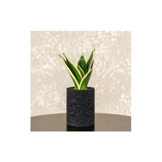 ふるさと納税 花・苗木 熊本県 天草市 S060-094_エコ・ポチ シリンダー サンスベリア・ハニー 黒(竹炭) 黒(竹炭)サンスベリア・ハニー