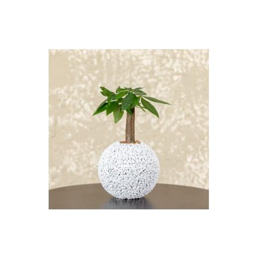 ふるさと納税 花・苗木 熊本県 天草市 S060-096_エコ・ポチ スフィア パキラ 白(シラス) 白(シラス)パキラ