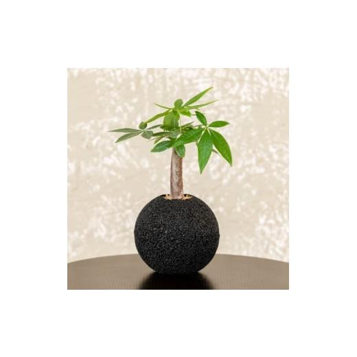 ふるさと納税 花・苗木 熊本県 天草市 S060-097_エコ・ポチ スフィア パキラ 黒(竹炭) 黒(竹炭)パキラ