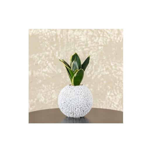 ふるさと納税 花・苗木 熊本県 天草市 S060-098_エコ・ポチ スフィア サンスベリア・ハニー 白(シラス) 白(シラス)サンスベリア・ハニー