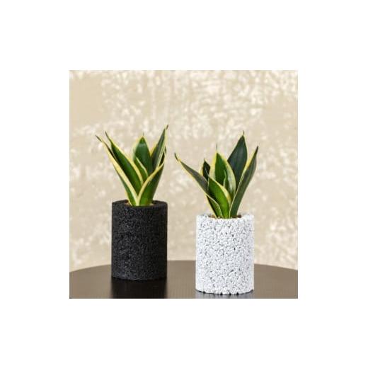 ふるさと納税 花・苗木 熊本県 天草市 S060-102_エコ・ポチ シリンダー2個セット 白&黒サンスベリア・ハニー 白サンスベリア・ハニー黒サンスベリア・ハニー…