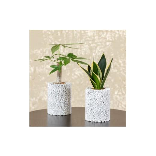 ふるさと納税 花・苗木 熊本県 天草市 S060-103_エコ・ポチ シリンダー2個セット パキラ&サンスベリア・ハニー白 白パキラ白サンスベリア・ハニー