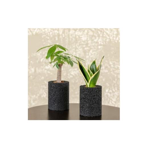 ふるさと納税 花・苗木 熊本県 天草市 S060-104_エコ・ポチ シリンダー2個セット パキラ&サンスベリア・ハニー黒 黒パキラ黒サンスベリア・ハニー