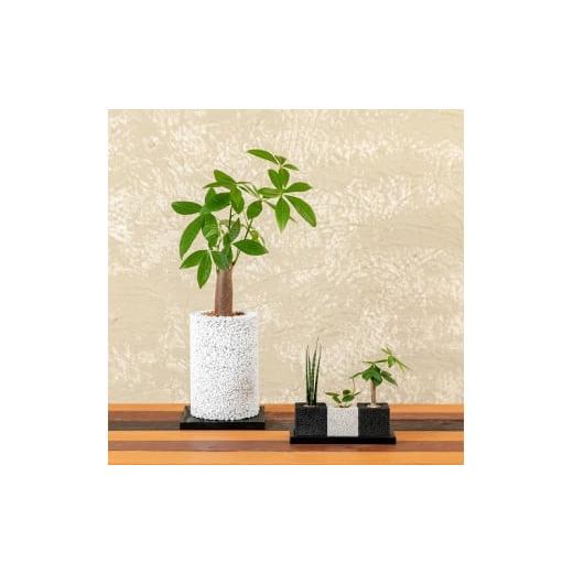 ふるさと納税 花・苗木 熊本県 天草市 S060-106_エコ・ポチ チムニー&amp;トゥーリオセット 消臭元リプラス・栄養活力剤POWER チムニー白パキラ(ふるさと納…