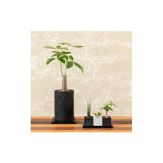 ふるさと納税 花・苗木 熊本県 天草市 S060-107_エコ・ポチ チムニー&amp;トゥーリオセット 消臭元リプラス・栄養活力剤POWER チムニー黒パキラ(ふるさと納…