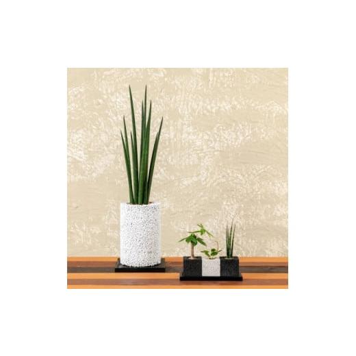 ふるさと納税 花・苗木 熊本県 天草市 S060-108_エコ・ポチ チムニー&amp;トゥーリオセット 消臭元リプラス・栄養活力剤POWER チムニー白サンスベリア・バキ…