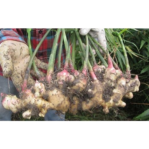 ふるさと納税 人参・大根・他根菜 高知県 黒潮町 こだわり 農法 生姜 土付き 300g 高知県 黒潮町 産 自然 新鮮 しょうが 野菜 やさい 調味料 やくみ 薬味 ジン…