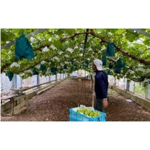 ふるさと納税 ぶどう マスカット 岡山県 岡山市 五果苑 越冬ぶどう シャインマスカット 2房（1房約800g） | フルーツ 果物 くだもの シャインマスカット マス…の画像