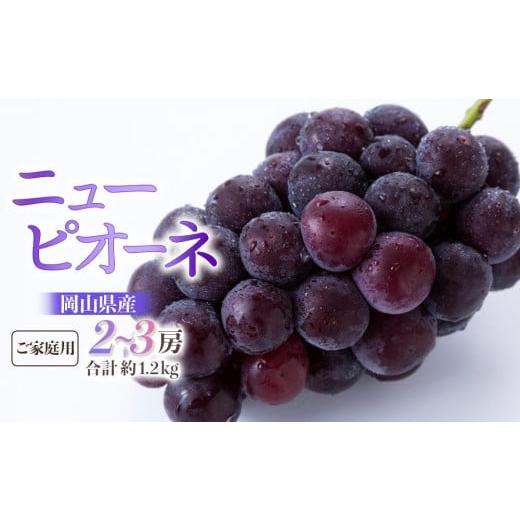 ふるさと納税 ぶどう 岡山県 岡山市 ぶどう 2026年 ご家庭用 ニュー ピオーネ 2〜3房 合計約1.2kg ブドウ 葡萄 岡山県産 国産 フルーツ 果物 ギフト