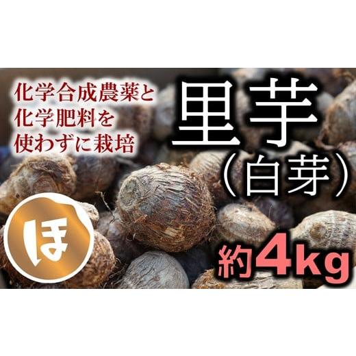 ふるさと納税 人参・大根・他根菜 大分県 臼杵市 ねっとりほくほく 里芋(白芽:4kg)