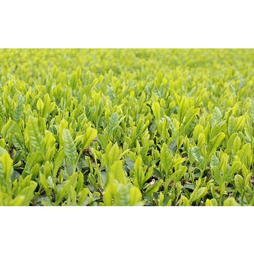 ふるさと納税 お茶類 緑茶（茶葉・ティーバッグ） 埼玉県 三芳町 三芳町産狭山茶詰め合わせ （高級煎茶100g×3本、特選煎茶100g×2本） 銘茶 煎茶 緑茶 お茶 …_4