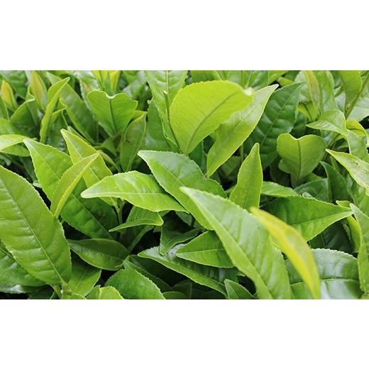 ふるさと納税 お茶類 緑茶（茶葉・ティーバッグ） 埼玉県 三芳町 三芳町産狭山茶詰め合わせ （高級煎茶100g×3本、特選煎茶100g×2本） 銘茶 煎茶 緑茶 お茶 …_5