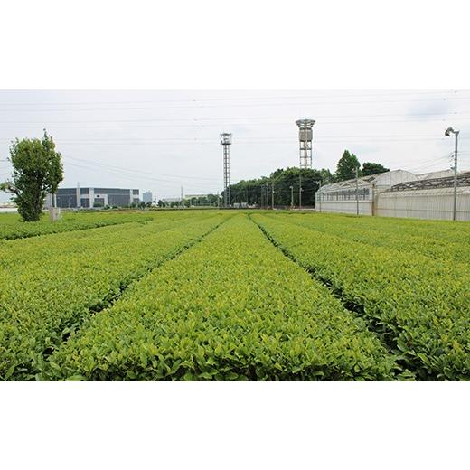 ふるさと納税 お茶類 緑茶（茶葉・ティーバッグ） 埼玉県 三芳町 三芳町産狭山茶詰め合わせ （高級煎茶100g×3本、特選煎茶100g×2本） 銘茶 煎茶 緑茶 お茶 …_6