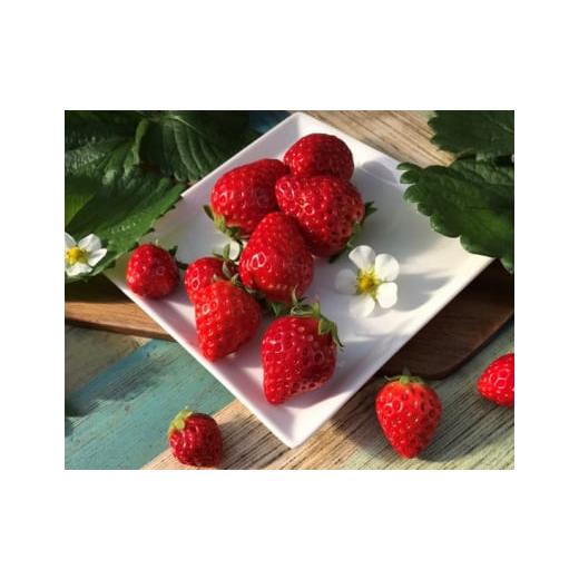 ふるさと納税 いちご 岐阜県 山県市 朝採れ完熟大粒いちご 食べ比べ3種厳選セット(3L〜DX) No.253 / イチゴ 苺 フルーツ 農園直送 岐阜県 特産品