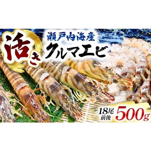 ふるさと納税 エビ 車エビ 山口県 平生町 お届け実績500件以上 配達日指定可能 瀬戸内海産 活きクルマエビ 500g | 活き クルマエビ くるまえび 車海老 エ…