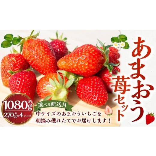 ふるさと納税 いちご 福岡県 うきは市 よかもんいちご あまおう苺セット4パック 2026年3月 発送予定 あまおう いちご イチゴ 苺 よかもん苺 朝摘み 穫れたて …