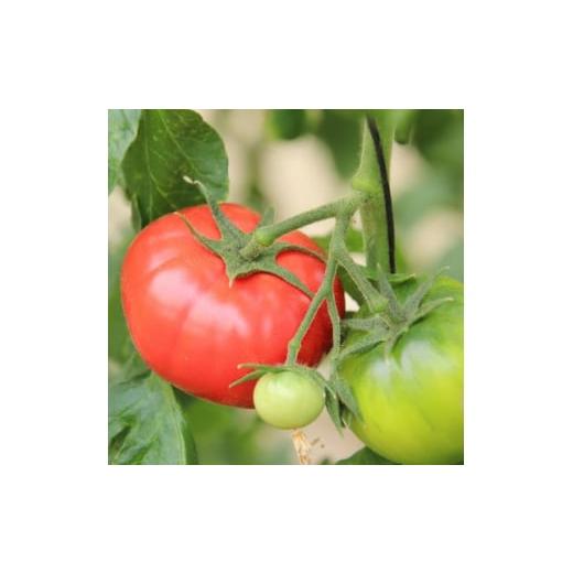 ふるさと納税 群馬県 太田市 ＜令和6年3月発送開始＞糖度9度以上!赤い宝石のようなフルーツトマト　ブリックスナイントマト2ケース【1210033】 