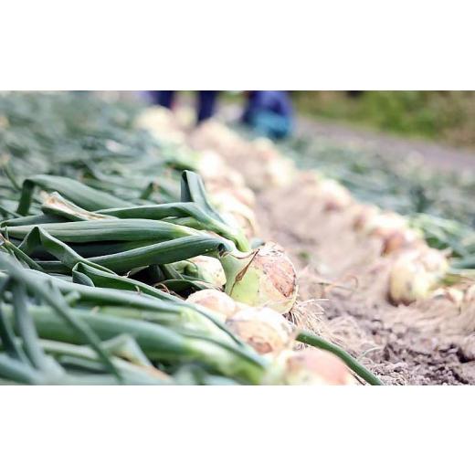 ふるさと納税 野菜類 玉ねぎ 兵庫県 南あわじ市 淡路島産玉葱 うずしお追熟甘玉ねぎ 5kg 追熟甘玉ねぎ 5kgの画像