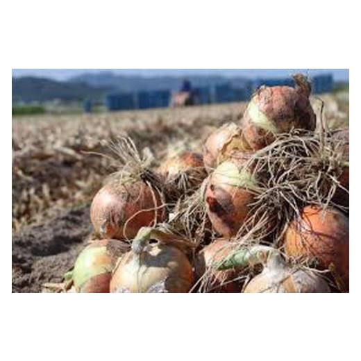 ふるさと納税 野菜類 玉ねぎ 兵庫県 南あわじ市  新玉予約 淡路島玉ねぎ とれたて完熟 新玉ちゃん 10kg ひょうご安心ブランド取得   配送5月上旬〜6月上旬 新…の画像
